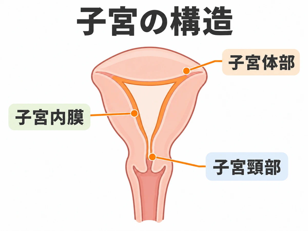 子宮体部、子宮内膜、子宮頸部の位置を示した子宮の模式図