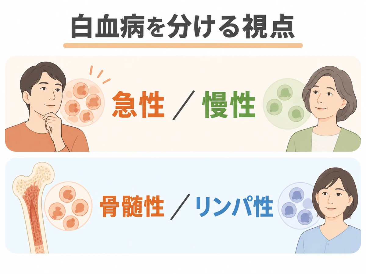 白血病を急性と慢性、骨髄性とリンパ性という二つの視点で分類する図解