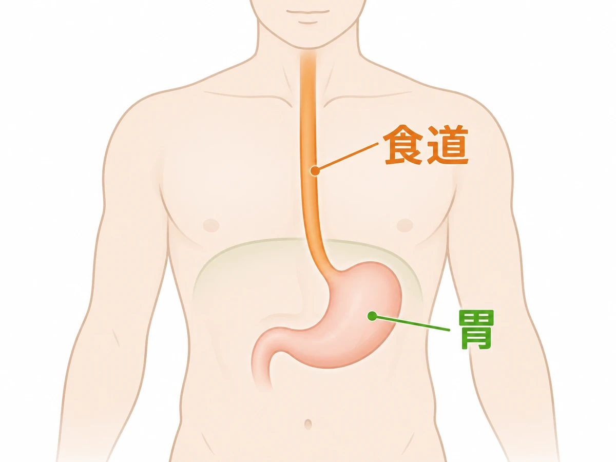 食道と胃の位置とつながりを示す人体のイラスト