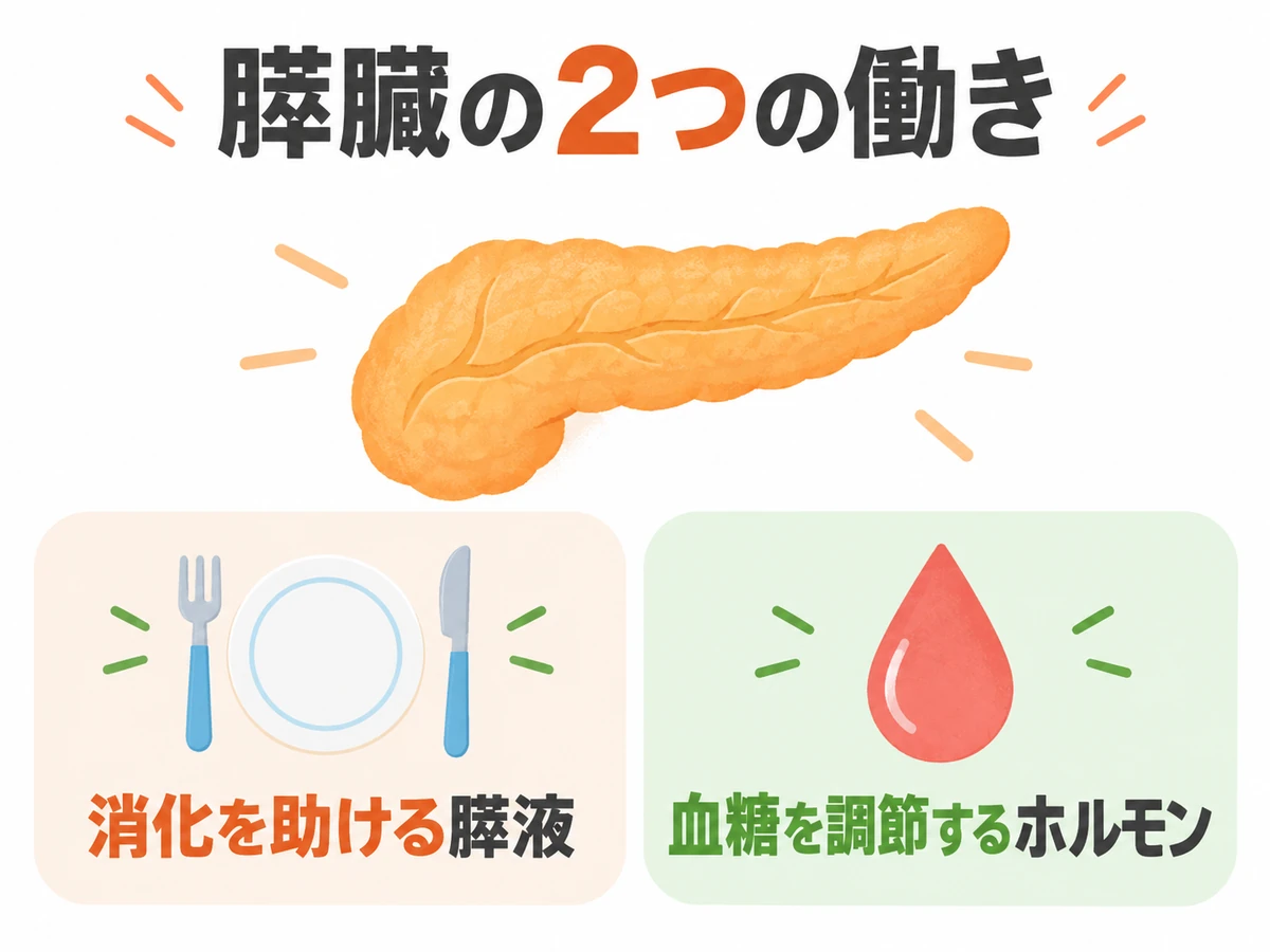 膵臓の働きとして、消化を助ける膵液と血糖を調節するホルモンを示す図解