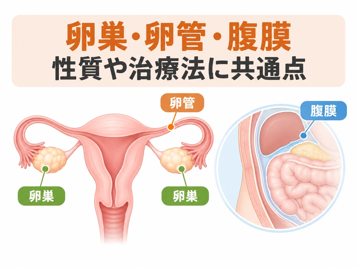 卵巣・卵管・腹膜の位置と、性質や治療法に共通点があることを示す模式図。