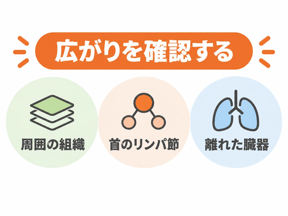 がんの広がりを周囲の組織、首のリンパ節、離れた臓器に分けて示す図