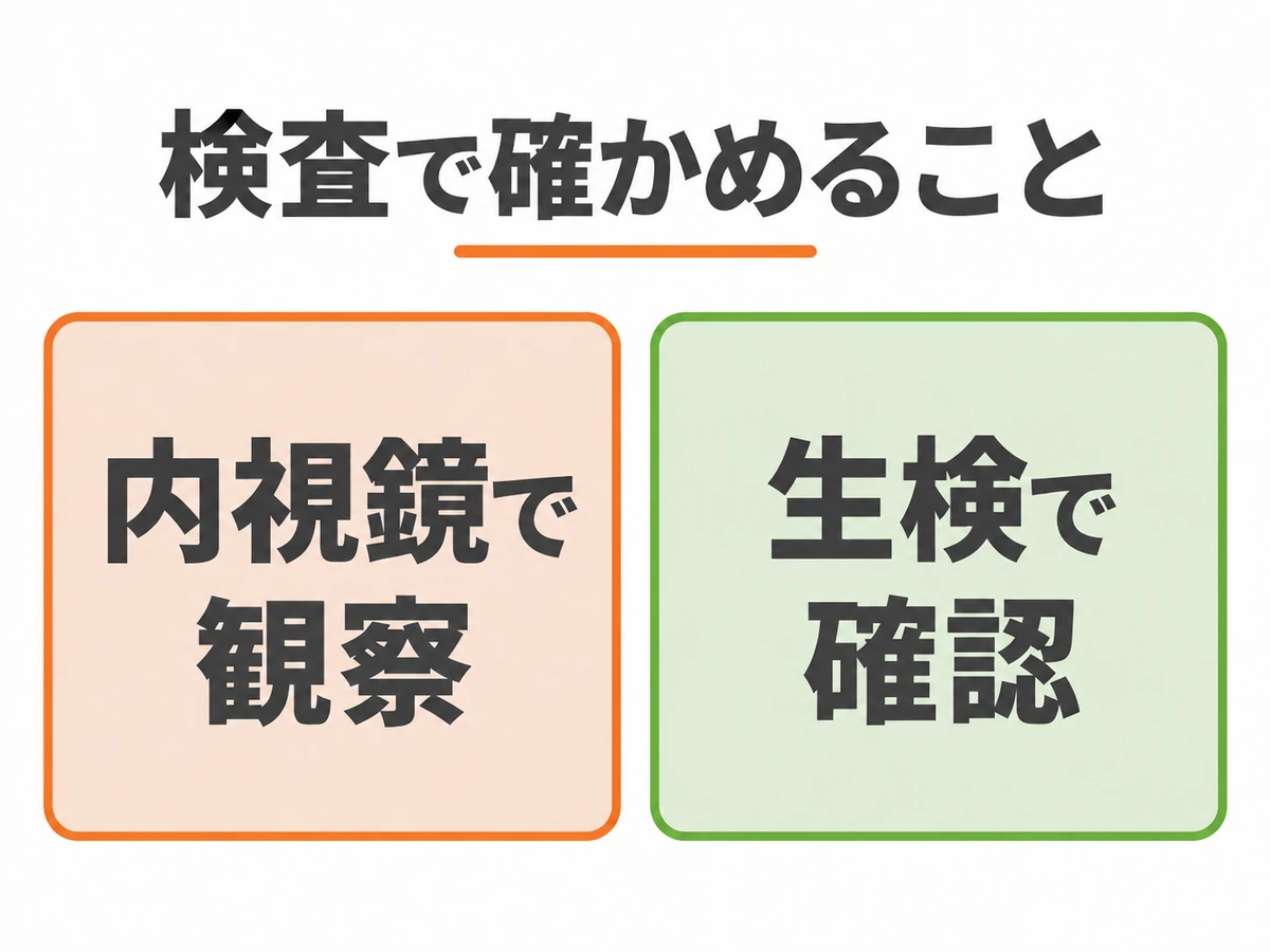 内視鏡で観察することと生検で確認することを示した検査の図