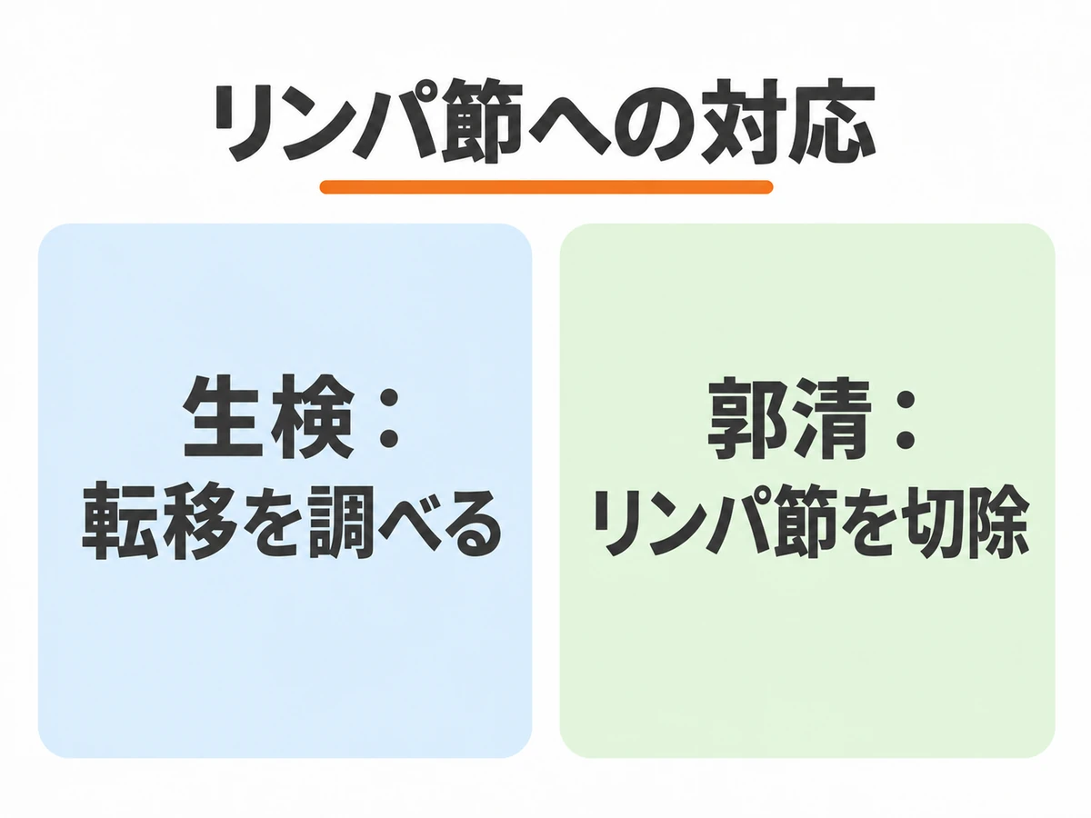 リンパ節への対応として、生検は転移を調べること、郭清はリンパ節を切除することを対比した図。